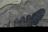 Pennsylvanian Fern (Neuropteris) Fossils - Kinney Quarry, NM #80452-4